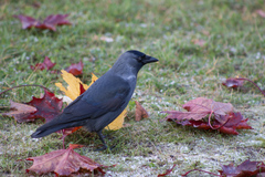 Corvus monedula