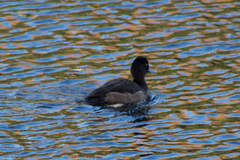 Aythya fuligula