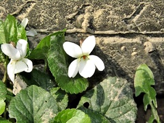 Viola alba