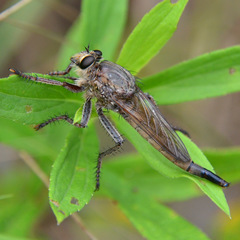 Proctacanthus milbertii