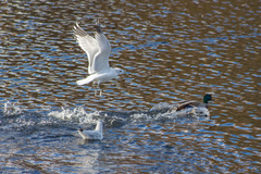 Larus canus