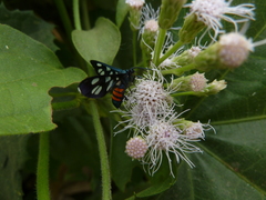 Amata
