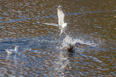 Larus canus