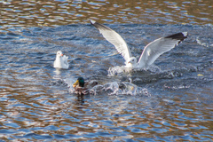 Larus canus