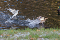 Larus canus