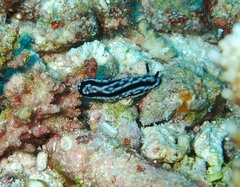 Phyllidiella