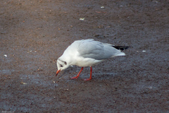 Chroicocephalus ridibundus