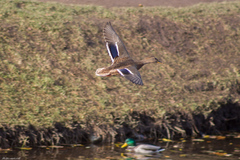 Anas platyrhynchos