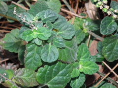 Scutellaria