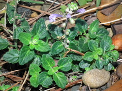 Scutellaria