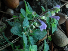 Scutellaria