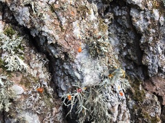 Phytophthora ramorum