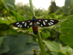 Amata