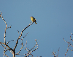 Neomixis striatigula