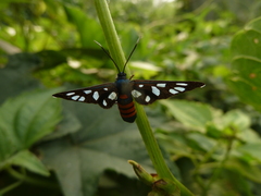 Amata