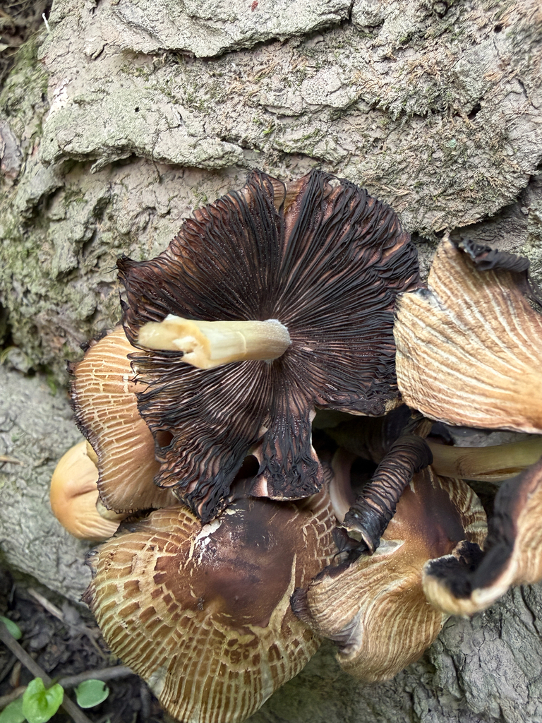 Coprinellus micaceus · May 2026 · photo: © kefreecomo (iNaturalist, cc-by)