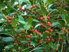 Ilex integra
