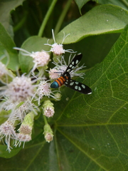 Amata