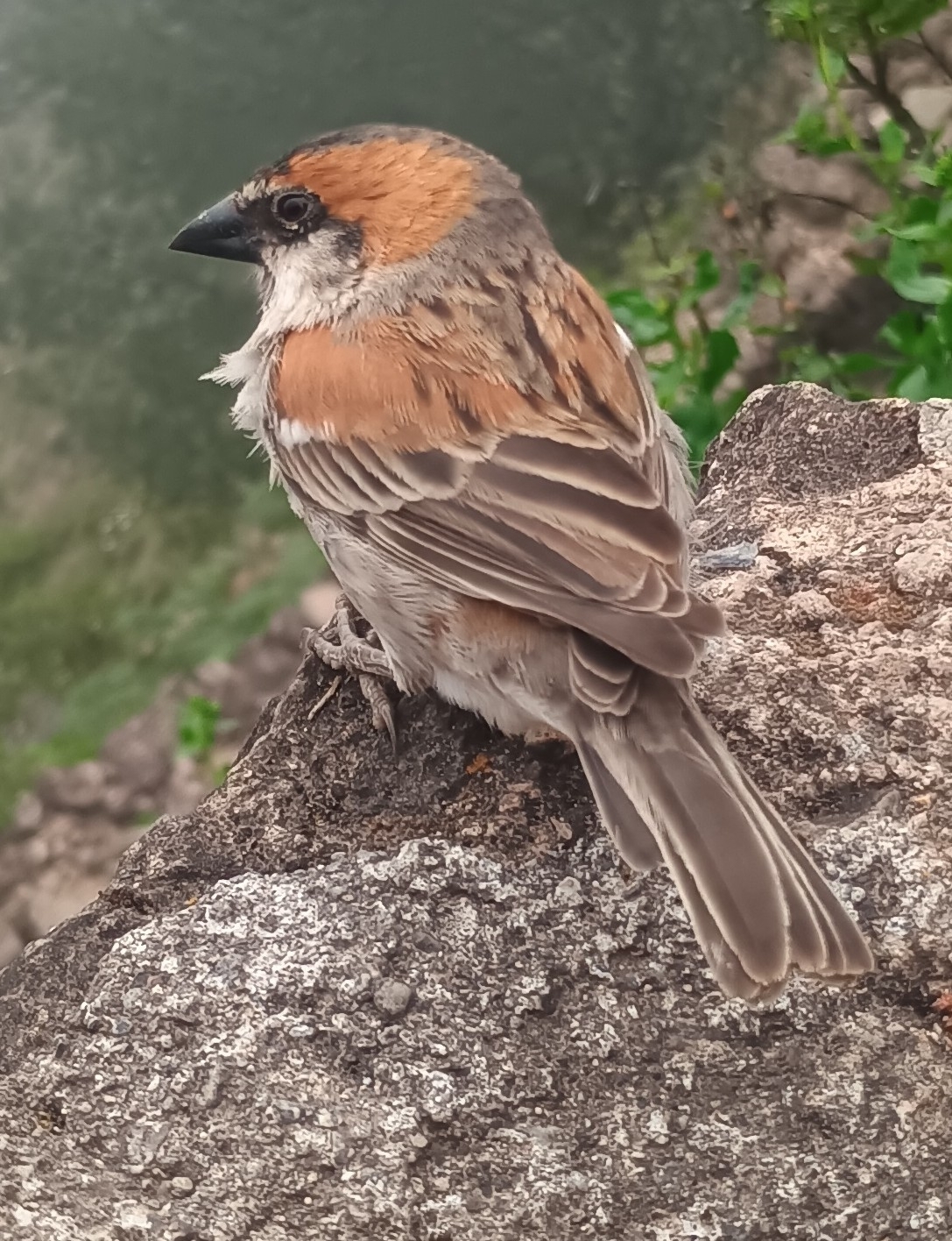 Iago Sparrow (Passer iagoensis), photo 6