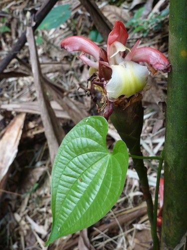 Aframomum angustifolium, photograph 4