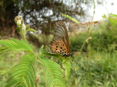 Acraea orestia