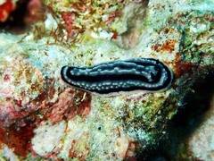 Phyllidiella