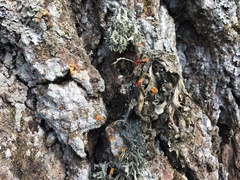 Phytophthora ramorum