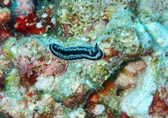 Phyllidiella