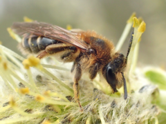 Andrena dorsata