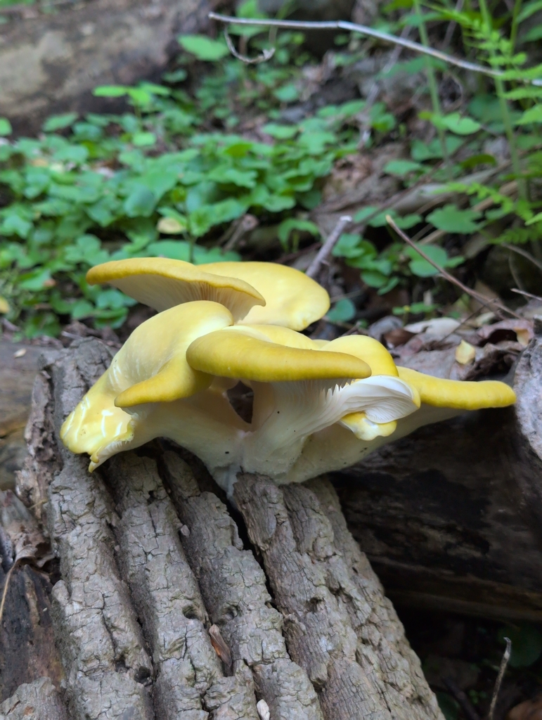 Pleurotus citrinopileatus · May 2026 · photo: © odawgie (iNaturalist, cc-by)