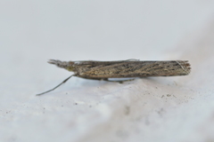 Orocrambus cyclopicus