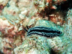 Phyllidiella