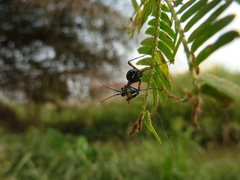 Pseudocreobotra wahlbergi