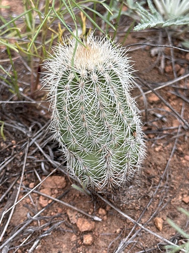 Echinocereus reichenbachii