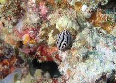 Phyllidiella