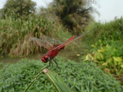 Urothemis assignata