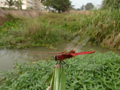 Urothemis assignata