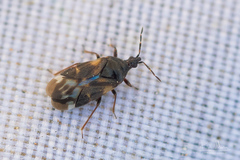 Anthocoris confusus