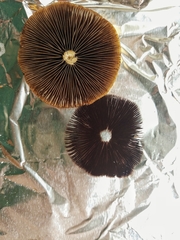 Psathyrella pseudovernalis