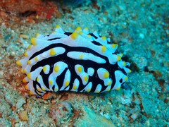 Phyllidia varicosa