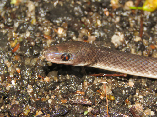 Forest Flame Snake