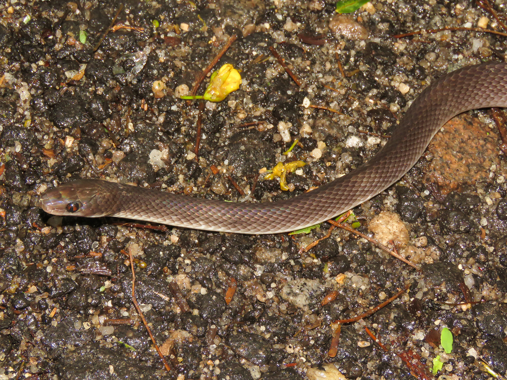 Forest Flame Snake