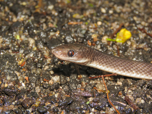 Forest Flame Snake