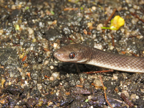 Forest Flame Snake