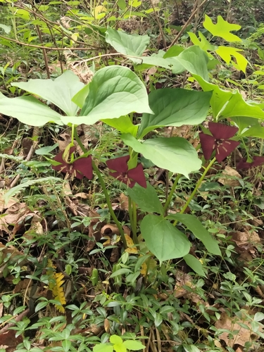 Trillium vaseyi, photograph 4