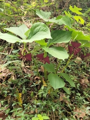 Trillium vaseyi, photograph (c) runcator, some rights reserved (CC BY)