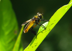 Galactomyia
