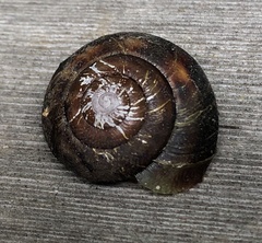 Monadenia infumata callidina