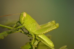 Acrididae
