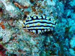 Phyllidia varicosa